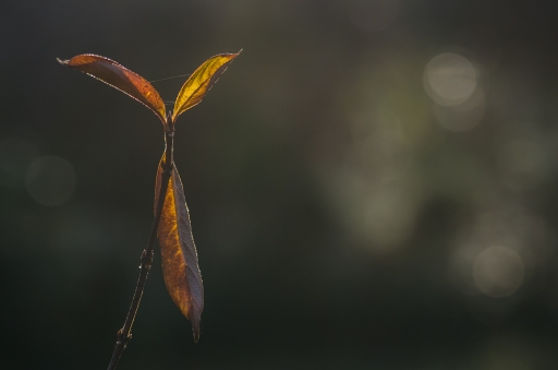 2015-12-16 / LeBernard
LeBernard [Flore et Botanique]
