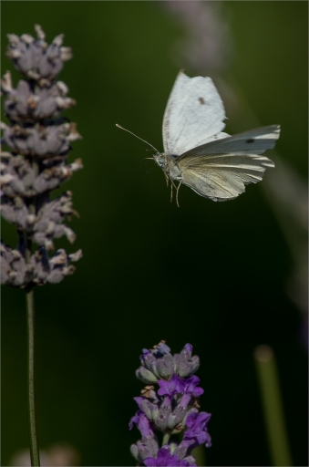 2013-09-03 / Gko
Gko [Macro et proxi-photo]
