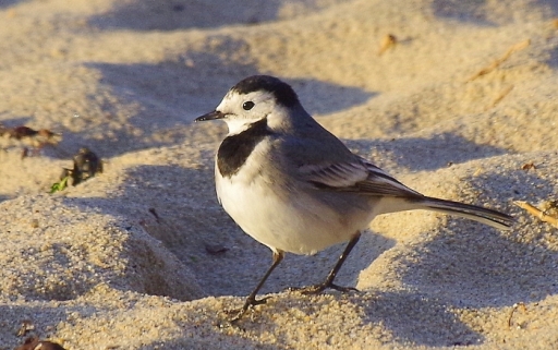 2015-03-14/sergio29
sergio29 [Faune sauvage]
