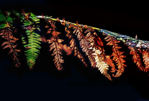 2016-10-12/Kobaia
Kobaia [Flore et Botanique]
