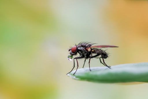 2016-06-22/Kobaia
Kobaia [Macro et proxiphotographie nature]
