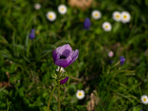 2022-03-30/Pech_les oies
Pech_les oies [Flore et Botanique]
