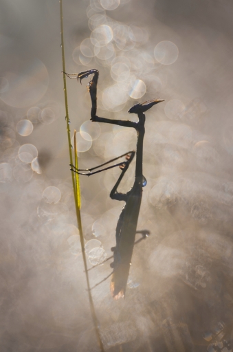 2019-05-14/donlope01
donlope01 [Macro et proxiphotographie nature]
