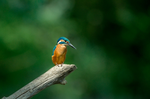 2019-06-26/degun13113
degun13113 [Faune sauvage] 
