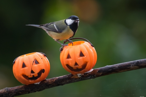2023-11-01/ Mickmac
Mickmac  "C'est Halloween ...chez les mésanges, aussi "
