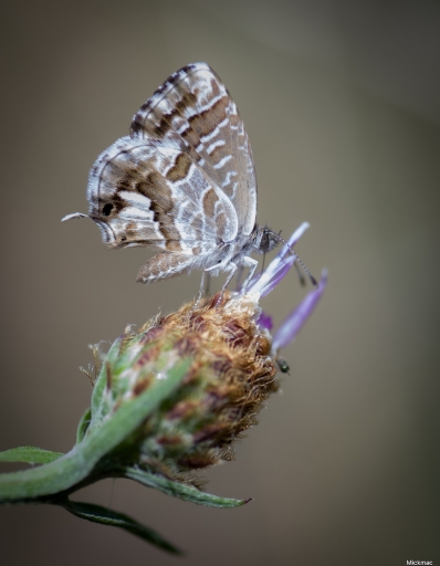 2020-10-28/Mickmac
Mickmac [Macro et proxiphotographie nature]
