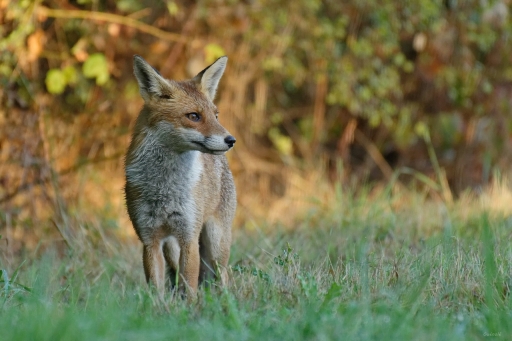 2022-09-14/Patrice78
Patrice78 [Faune sauvage]
