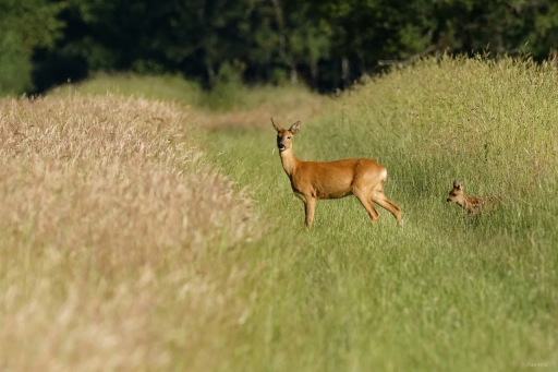 2022-06-14/Patrice78
Patrice78 [Faune sauvage]
