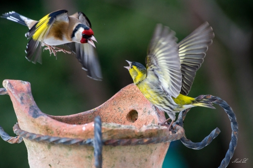 2018-02-28/degun13113
degun13113 [faune sauvage]
