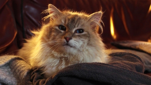 2018-09-26/papa
papa [Animaux domestiques ou captifs]
