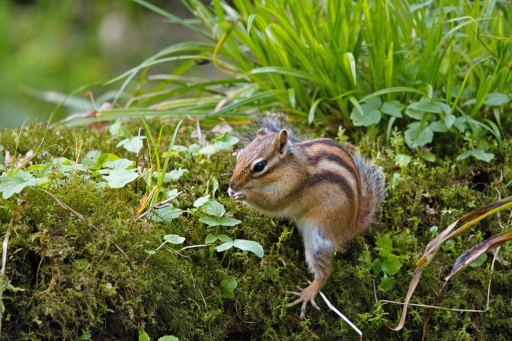 2024-05-09/Hermès
Hermès [faune sauvage]
