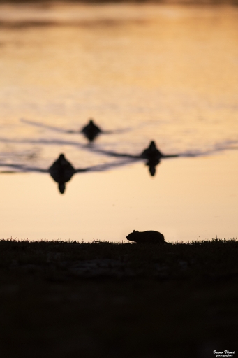 2020-03-18/Daenelyn
Daenelyn [Faune sauvage]
