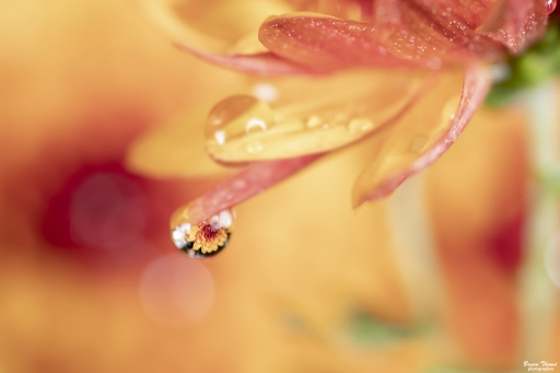 2020-11-11 / Daenelyn
Daenelyn  [Macro et proxiphotographie nature]
