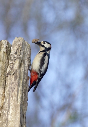 2024-03-26/Papy57
Papy57 [faune sauvage]
