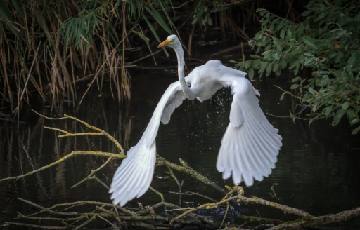 2023-01-28/Fred59
Fred59 [Faune sauvage]
