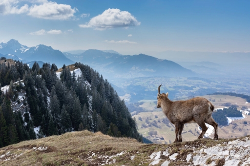 2019-03-30/ ASM
ASM [Faune sauvage]
