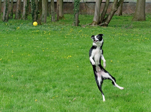 2023-06-07/Hermès
Hermès [Animaux domestiques ou captifs]
