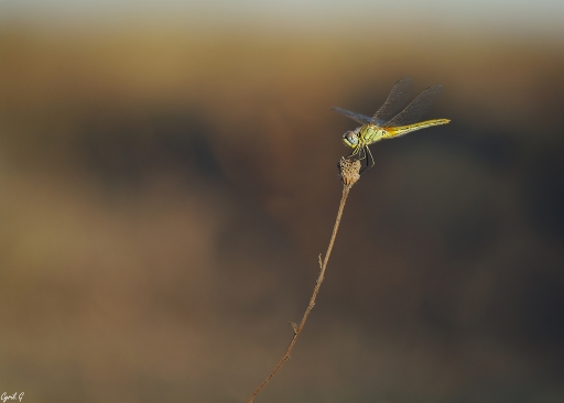 2018-01-31/ CarpoDingo
CarpoDingo [Macro et proxiphotographie nature]
