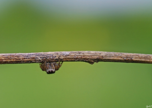 2018-05-30/CarpoDingo
CarpoDingo [Macro et proxiphotographie nature]
