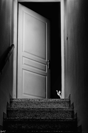 2017-11-01/CarpoDingo
CarpoDingo [Animaux domestiques ou captifs]
