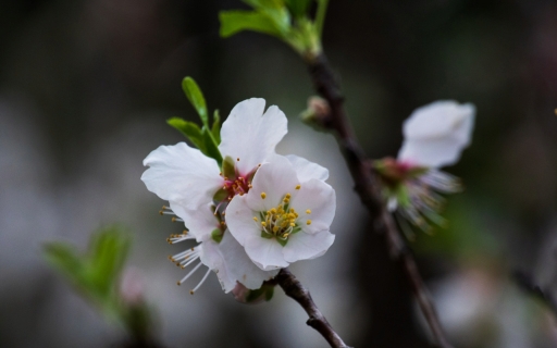 2024-02-21/Pech_les oies
Pech_les oies [Flore et Botanique]
