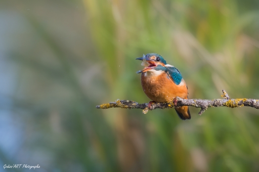 2021-10-10/CarpoDingo
CarpoDingo [Faune sauvage]
