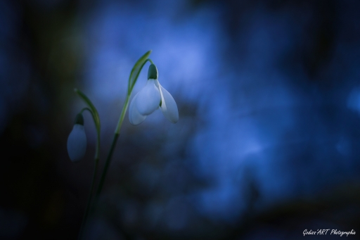 2021-01-26/CarpoDingo
CarpoDingo [Flore et Botanique]
