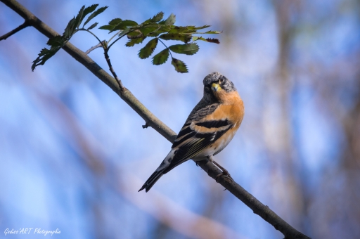 2021-02-09/CarpoDingo
CarpoDingo  [Faune sauvage]
