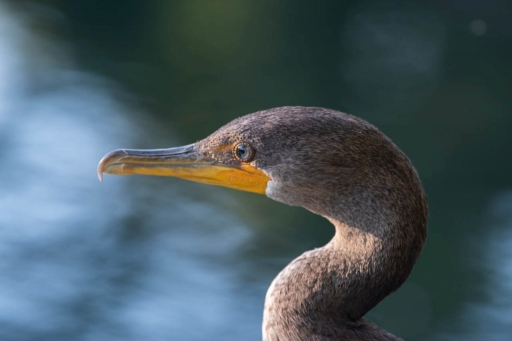 2024-03-12/K1ribou
K1ribou [Faune sauvage]
