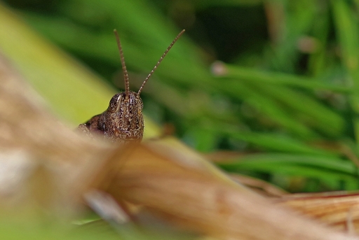 2020-08-24/Hermès
Hermès [Macro et proxiphotographie nature]
