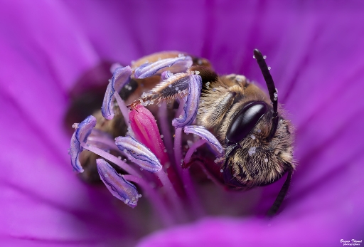 2019-05-29/ Daenelyn
Daenelyn [Macro et proxiphotographie nature]
