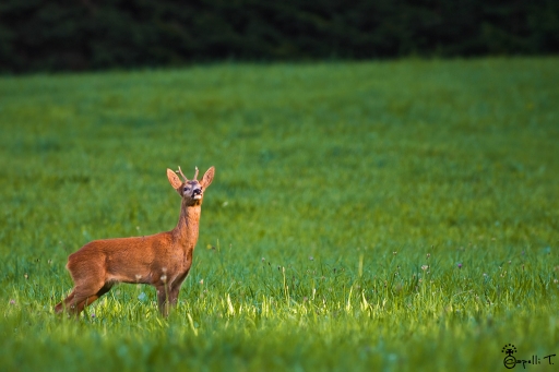 2013-08-16 / NeroPsylo
NeroPsylo [Faune sauvage]
