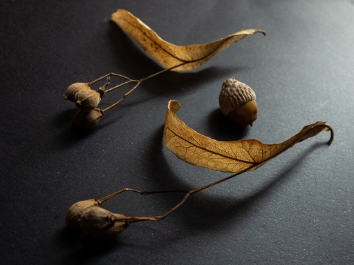 2023-09-06/Pech_les oies
Pech_les oies [Natures mortes, photos d'objets]
