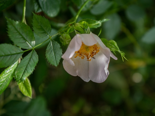2023-05-14/ Pech_les oies
Pech_les oies [Macro et proxiphotographie nature]
