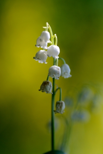 2019-05-15/papy57
papy57  [Flore et Botanique]
