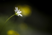 Nom du fichier=12072_15052016_IMG4437.jpg
Taille du fichier=206Ko
Dimensions : 1024x681
Ajouté le : 17 Mai 2016 12072_15052016_IMG4437.jpg