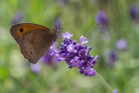 Nom du fichier=140621055834969308.jpg
Taille du fichier=307Ko
Dimensions : 1024x681
Ajouté le : 21 Juin 2014 140621055834969308.jpg