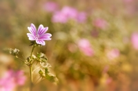 Nom du fichier=14080506043275980.jpg
Taille du fichier=84Ko
Dimensions : 1024x678
Ajouté le : 05 Août 2014 14080506043275980.jpg