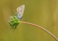 Nom du fichier=14081109073816322412447056.jpg
Taille du fichier=173Ko
Dimensions : 1000x700
Ajouté le : 12 Août 2014 14081109073816322412447056.jpg