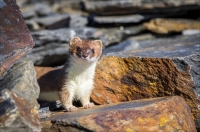 Nom du fichier=1606140610268327614310233.jpg
Taille du fichier=332Ko
Dimensions : 1024x679
Ajouté le : 14 Juin 2016 1606140610268327614310233.jpg