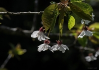 Nom du fichier=1704041017355667314963068.jpg
Taille du fichier=242Ko
Dimensions : 1024x731
Ajouté le : 04 Avril 2017 1704041017355667314963068.jpg