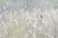 Nom du fichier=17041808052817005114988647.jpg
Taille du fichier=283Ko
Dimensions : 1000x667
Ajouté le : 18 Avril 2017 17041808052817005114988647.jpg