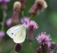 Nom du fichier=20070702125313189016907431.jpg
Taille du fichier=263Ko
Dimensions : 1280x1178
Ajouté le : 07 Juillet 2020 20070702125313189016907431.jpg