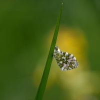 Nom du fichier=24041007262124454618386343.jpg
Taille du fichier=216Ko
Dimensions : 1000x1000
Ajouté le : 10 Avril 2024 24041007262124454618386343.jpg