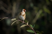 Nom du fichier=40506420171212K5P7524.jpg
Taille du fichier=349Ko
Dimensions : 1024x678
Ajouté le : 19 Décembre 2017 40506420171212K5P7524.jpg