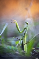 Nom du fichier=43696548990_12e4cdb55d_o.jpg
Taille du fichier=331Ko
Dimensions : 684x1024
Ajouté le : 23 Octobre 2018 43696548990_12e4cdb55d_o.jpg