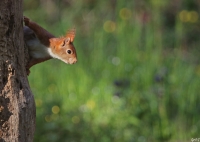 Nom du fichier=48801479857_6389512f99_b.jpg
Taille du fichier=129Ko
Dimensions : 1024x731
Ajouté le : 19 Novembre 2019 48801479857_6389512f99_b.jpg