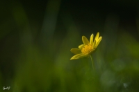 Nom du fichier=49562254833_a8d8a95c5c_o.jpg
Taille du fichier=334Ko
Dimensions : 1200x798
Ajouté le : 10 Mars 2020 49562254833_a8d8a95c5c_o.jpg