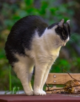 Nom du fichier=49594743088_66bec0efa2_o.jpg
Taille du fichier=390Ko
Dimensions : 1009x1280
Ajouté le : 03 Mars 2020 49594743088_66bec0efa2_o.jpg