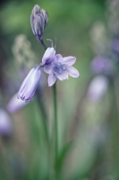 Nom du fichier=53625565801_a38cf1b6a5_o.jpg
Taille du fichier=376Ko
Dimensions : 854x1280
Ajouté le : 02 Avril 2024 53625565801_a38cf1b6a5_o.jpg